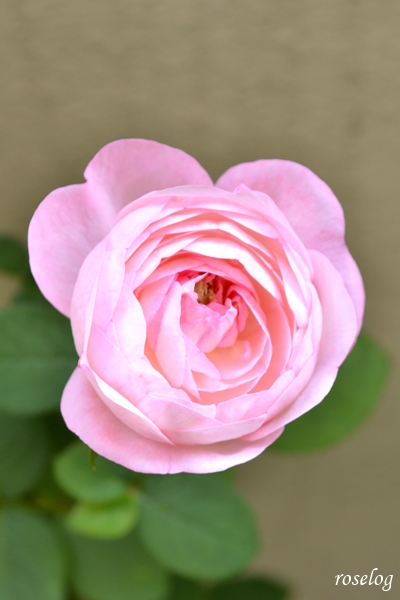 20250928 シャルドネ バラ ブログ パティオローズ 小川宏 秋 9月 開花 画像 花径4cm roselog