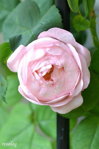 20250928 シャルドネ バラ ブログ パティオローズ 小川宏 秋 9月 開花 画像 花径4cm roselog