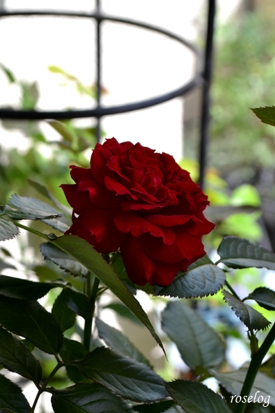 20250928 プランタジネット バラ ブログ ロサオリエンティス タイプ0 秋 9月 開花 画像 roselog