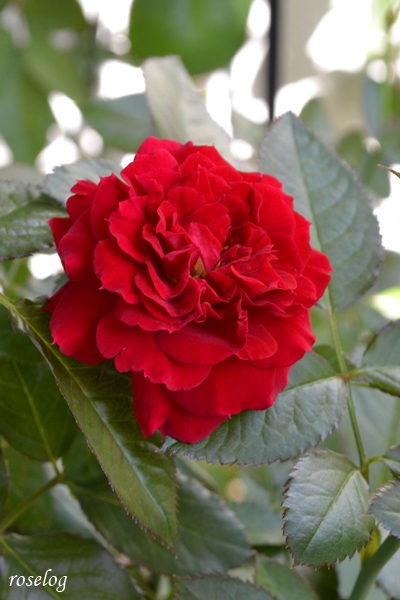 20250928 プランタジネット バラ ブログ ロサオリエンティス タイプ0 秋 9月 開花 画像 roselog