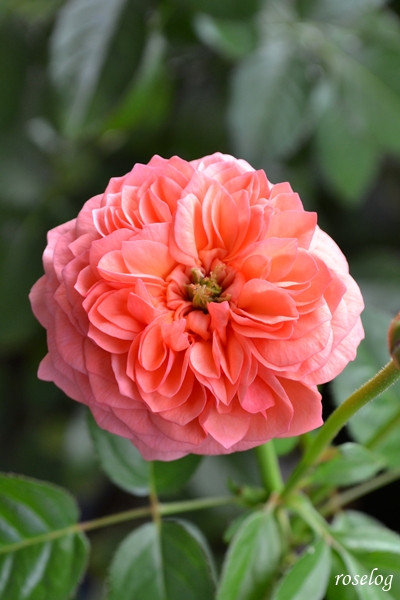 20250928 ライフ バラ ブログ ロサオリエンティス タイプ0 秋 9月 開花 画像 roselog