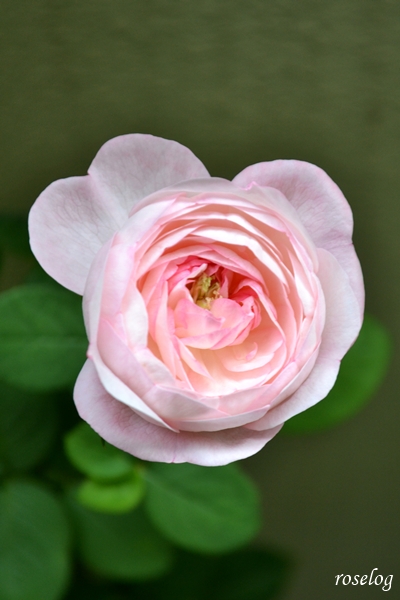 20250928 シャルドネ バラ ブログ パティオローズ 小川宏 9月 秋 開花 画像 花径4cm roselog