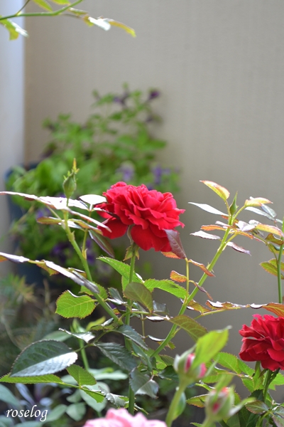 20251002 プランタジネット バラ ブログ ロサオリエンティス タイプ0 秋 10月 開花 roselog