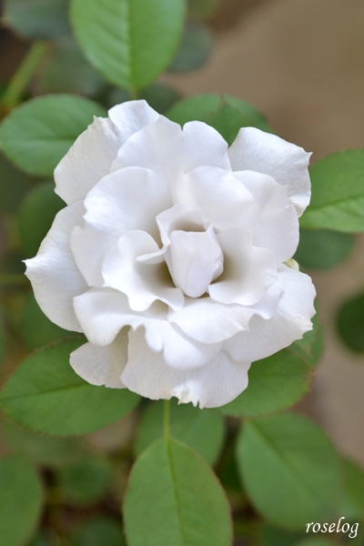 20251002 ポルトブルー バラ ブログ ロサオリエンティス タイプ0 秋 10月 開花 roselog