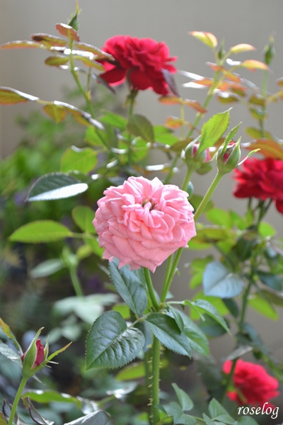 20251002 ライフ バラ ブログ ロサオリエンティス タイプ0 秋 10月 開花 薔薇 roselog