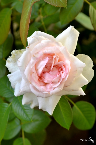 20251002 ロクサーヌ バラ ブログ ロサオリエンティス タイプ0 10月 秋 開花 画像 汚れたロクサーヌ 花径7-8cm roselog