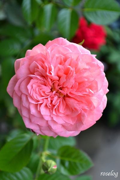 20251003 ライフ バラ ブログ ロサオリエンティス タイプ0 秋 10月 開花 花径7-8cm 薔薇 roselog