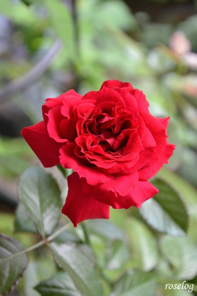 20251004 プランタジネット バラ ブログ ロサオリエンティス タイプ0 秋 10月 開花 roselog