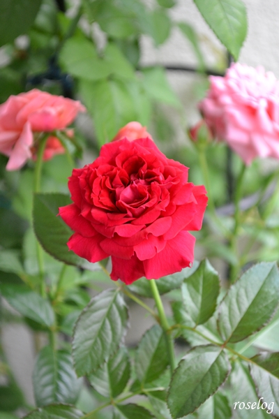 20251004 プランタジネット バラ ブログ ロサオリエンティス タイプ0 秋 10月 開花 roselog