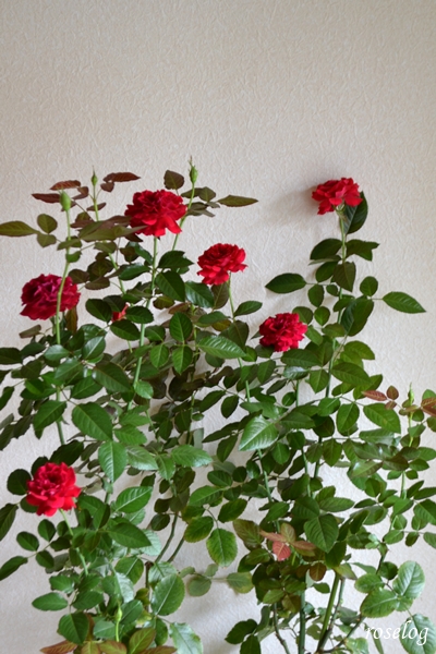 20251004 プランタジネット バラ ブログ ロサオリエンティス タイプ0 秋 10月 開花 roselog