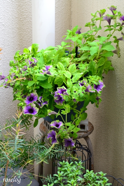 20251004 ペチュニア 真輝 ゲブラナガトヨ ブログ 鉢植え 7号鉢 10月 秋 開花 画像 roselog