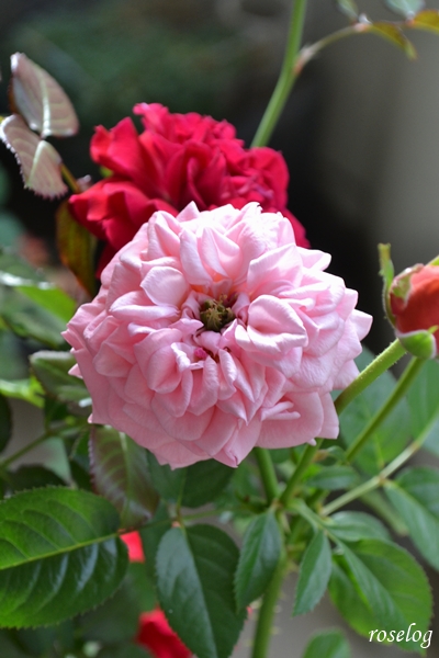 20251004 ライフ バラ ブログ ロサオリエンティス タイプ0 秋 10月 開花 花持ち 7日め 花径5-6cm 薔薇 roselog