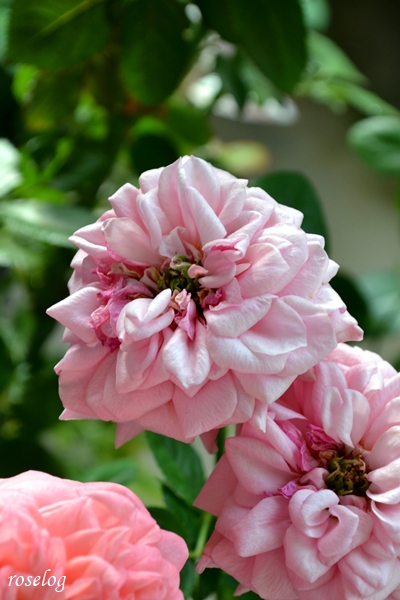 20251004 ライフ バラ ブログ ロサオリエンティス タイプ0 秋 10月 開花 花持ち 8日め 花径5-6cm 薔薇 roselog
