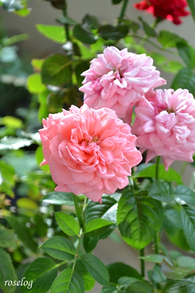 20251004 ライフ バラ ブログ ロサオリエンティス タイプ0 秋 10月 開花 薔薇 roselog
