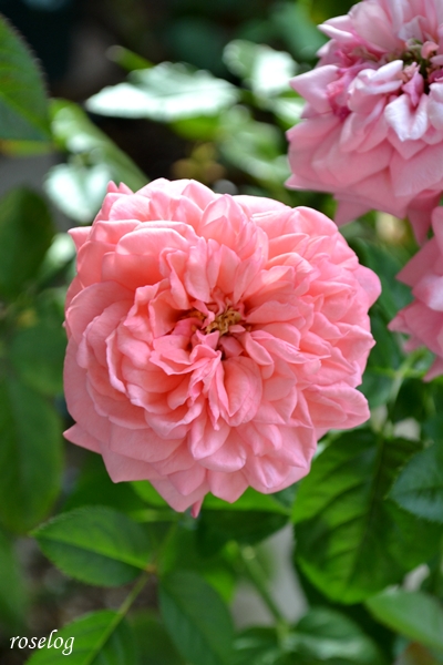 20251004 ライフ バラ ブログ ロサオリエンティス タイプ0 秋 10月 開花 薔薇 roselog