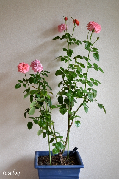 20251004 ライフ バラ ブログ ロサオリエンティス タイプ0 秋 10月 開花 鉢植え 8号角鉢 樹形 樹高80cm 薔薇 roselog
