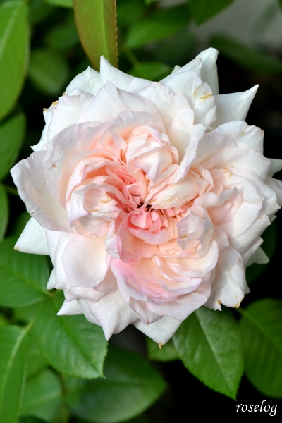20251004 ロクサーヌ バラ ブログ ロサオリエンティス タイプ0 10月 秋 開花 画像 汚れたロクサーヌ 花径7-8cm roselog