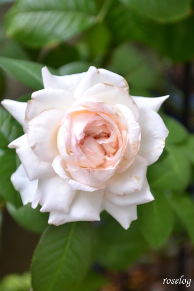 20251005 ロクサーヌ バラ ブログ ロサオリエンティス タイプ0 10月 秋 開花 画像 汚れたロクサーヌ 花径7-8cm roselog