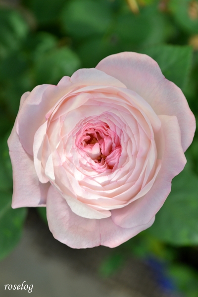 20251008 シャルドネ バラ ブログ パティオローズ 小川宏 9月 秋 開花 画像 花径4cm roselog