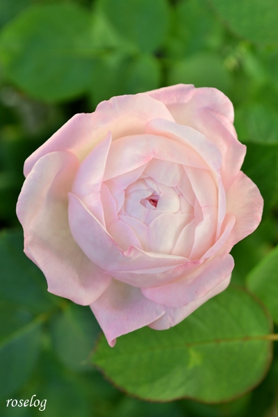 20251008 シャルドネ バラ ブログ パティオローズ 小川宏 9月 秋 開花 画像 花径4cm roselog
