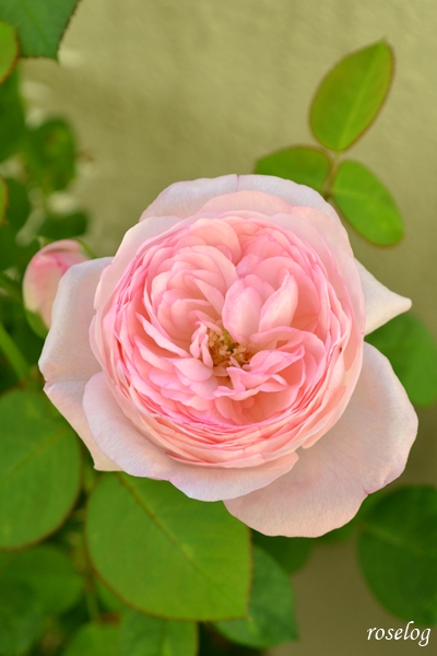 20251008 シャルドネ バラ ブログ パティオローズ 小川宏 9月 秋 開花 画像 花径4cm roselog