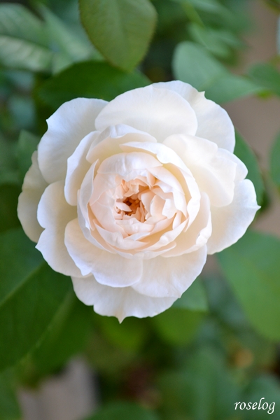 20251008 シーシェルアイズ バラ ブログ コマツガーデン 10月 秋 開花 花径5cm 画像 roselog
