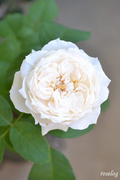 20251008 シーシェルアイズ バラ ブログ コマツガーデン 10月 秋 開花 花径5cm 画像 roselog