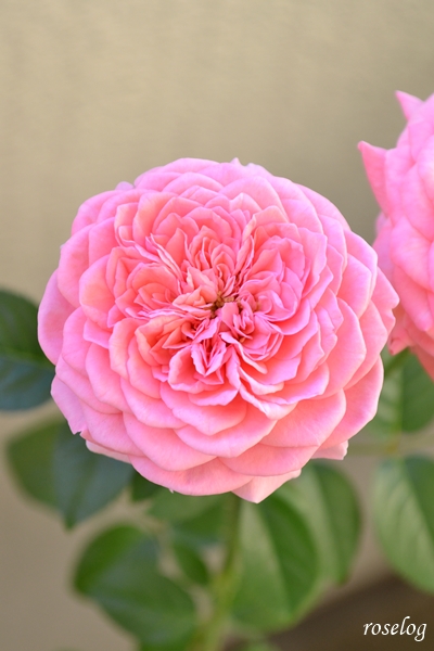 20251008 ライフ バラ ブログ ロサオリエンティス タイプ0 10月 秋 開花 花径6-7cm 画像 roselog