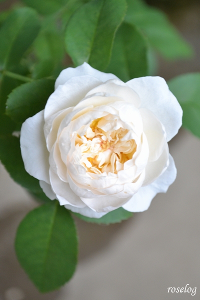 20251009 シーシェルアイズ バラ ブログ コマツガーデン 10月 秋 開花 花径5cm 画像 roselog