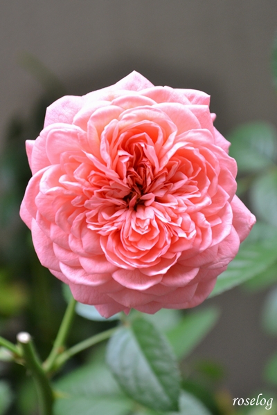 20251009 ライフ バラ ブログ ロサオリエンティス タイプ0 10月 秋 開花 花径6-7cm 画像 roselog