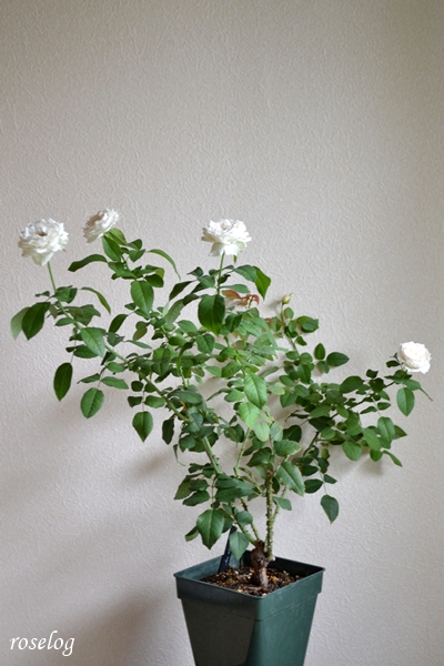 20251011 シーシェルアイズ バラ ブログ コマツガーデン 秋 10月 開花 鉢植え 樹形 樹高60cm 7号角鉢 画像 roselog
