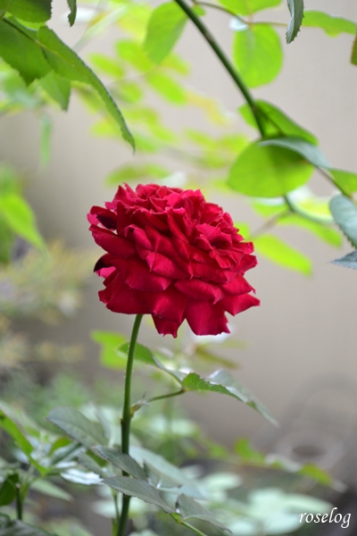 20251011 プランタジネット バラ ブログ 10月 秋 開花 画像 roselog