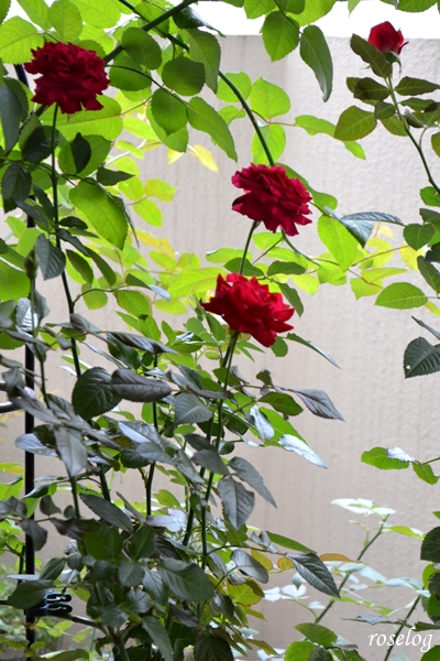 20251011 プランタジネット バラ ブログ 10月 秋 開花 画像 roselog