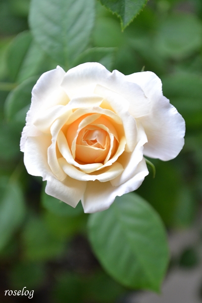 20251011 メーヴェ バラ ブログ アップルローゼス 10月 秋 開花 画像 花径5-6cm roselog