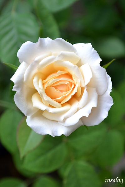 20251011 メーヴェ バラ ブログ アップルローゼス 10月 秋 開花 画像 花径5-6cm roselog