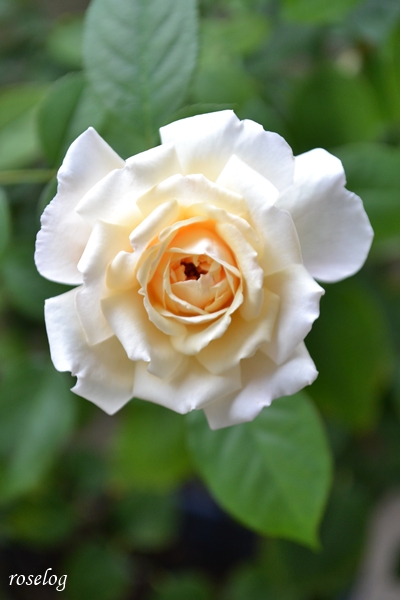 20251011 メーヴェ バラ ブログ アップルローゼス 10月 秋 開花 画像 花径5-6cm roselog