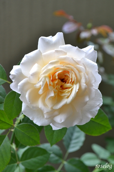 20251011 メーヴェ バラ ブログ アップルローゼス 10月 秋 開花 画像 花径5-6cm roselog