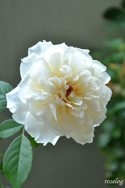 20251011 メーヴェ バラ ブログ アップルローゼス 10月 秋 開花 画像 花径9cm roselog