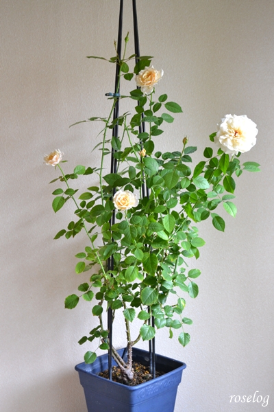 20251011 メーヴェ バラ ブログ アップルローゼス 10月 秋 開花 鉢植え トピアリースティック 仕立て 樹形 樹高90-100cm 8号角鉢 画像 roselog