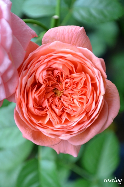 20251011 ライフ バラ ブログ ロサオリエンティス タイプ0 10月 秋 開花 花径6cm 画像 roselog