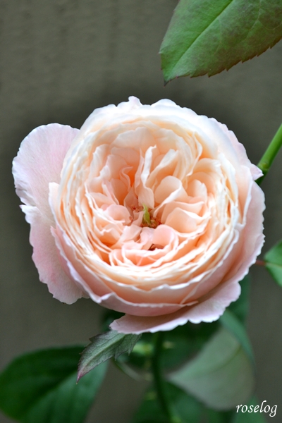 20251011 環 美空 バラ ブログ 10月 秋 開花 画像 roselog