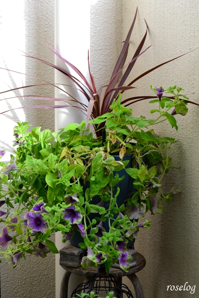 20251012 ペチュニア 真輝 ゲブラナガトヨ コルジリネ 寄せ植え 鉢植え 秋 10月 開花 画像 roselog