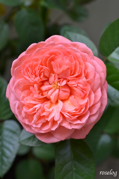 20251012 ライフ バラ ブログ ロサオリエンティス タイプ0 10月 秋 開花 ボタンアイ 花径6-7cm 画像 roselog