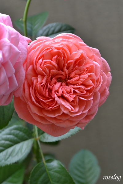 20251012 ライフ バラ ブログ ロサオリエンティス タイプ0 10月 秋 開花 花径6-7cm 画像 roselog