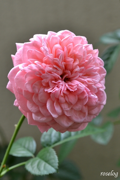 20251012 ライフ バラ ブログ ロサオリエンティス タイプ0 10月 秋 開花 花径6-7cm 画像 roselog
