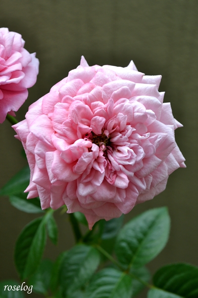 20251012 ライフ バラ ブログ ロサオリエンティス タイプ0 10月 秋 開花 花径6-7cm 画像 roselog