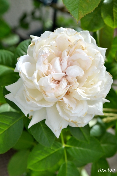 20251012 ロクサーヌ バラ ブログ ロサオリエンティス タイプ0 10月 秋 開花 画像 汚れたロクサーヌ 花径7-8cm roselog