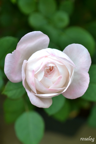 20251018 シャルドネ バラ ブログ パティオローズ 小川宏 9月 秋 開花 画像 花径4cm roselog