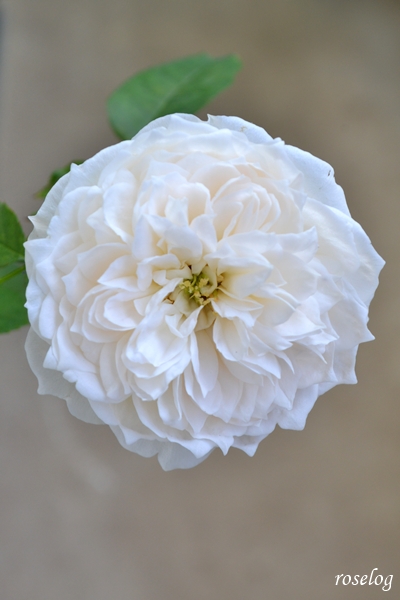 20251018 シーシェルアイズ バラ ブログ 10月 秋 開花 花径5cm 画像 roselog
