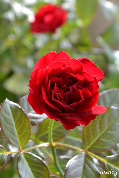 20251018 プランタジネット バラ ブログ ロサオリエンティス タイプ0 バラの家 10月 秋 開花 花径5cm roselog